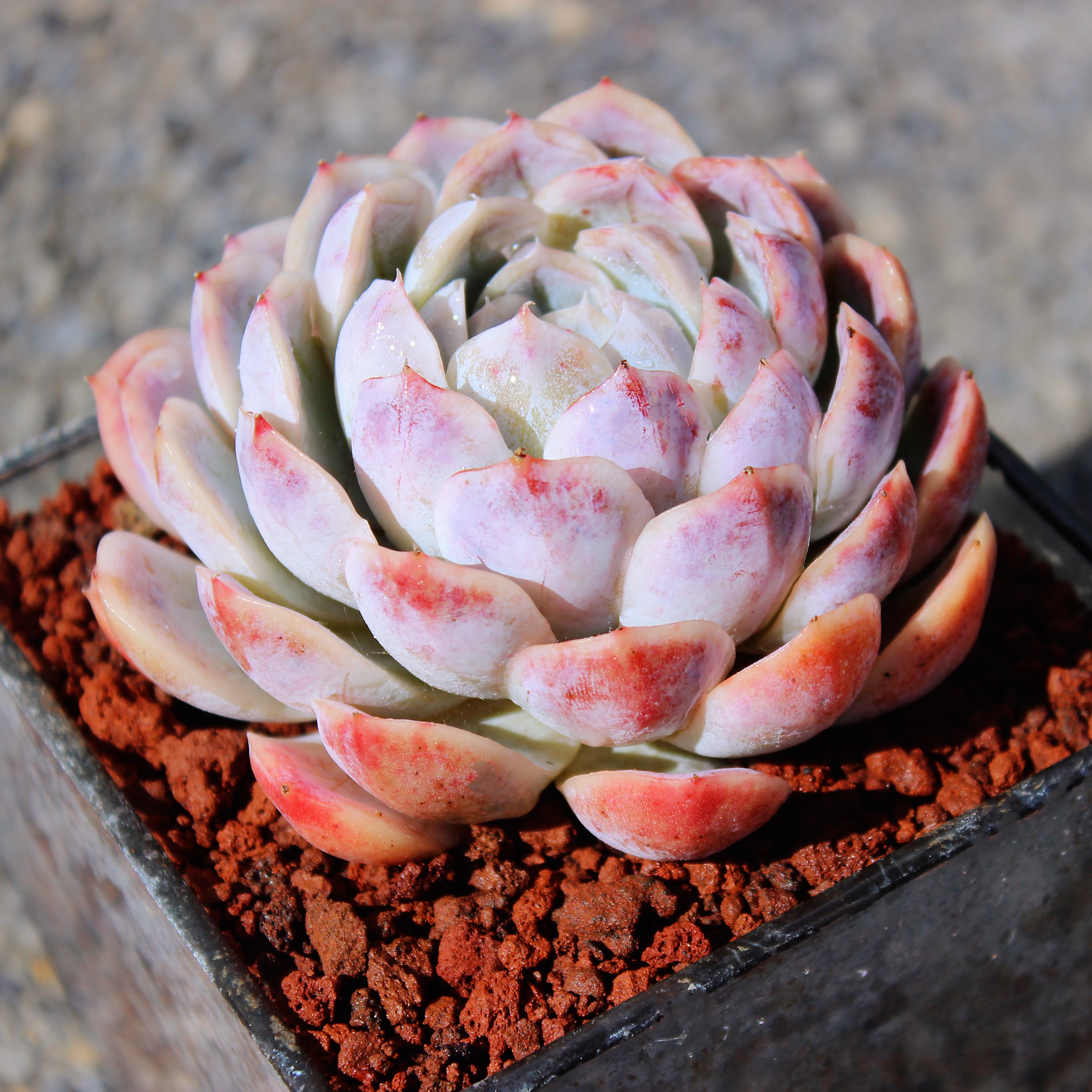 粉嫩橙色恋人雪球多肉植物二木花园阳台创意盆栽多肉植物