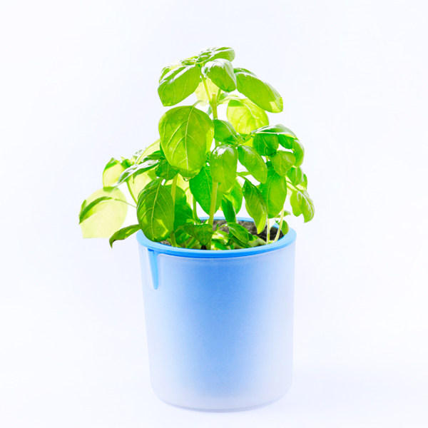 包邮球藻幸运星海藻球生态瓶微景观室内水培植物许愿瓶生日礼物