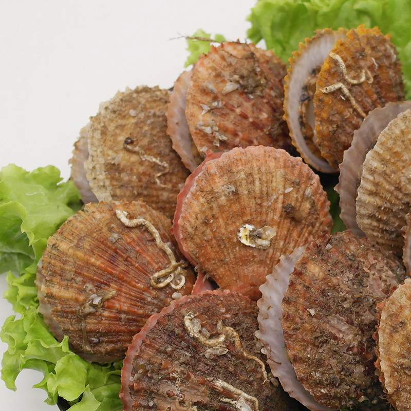 扇贝青岛毛刺顺丰包顺丰新鲜带壳现捕红贝贝小扇贝