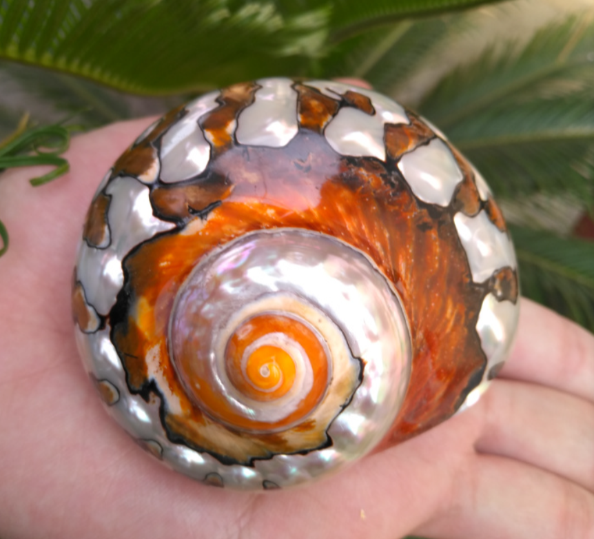 买一送一南非蝾螺810cm天然贝壳海螺家居家摆件稀缺海洋标本