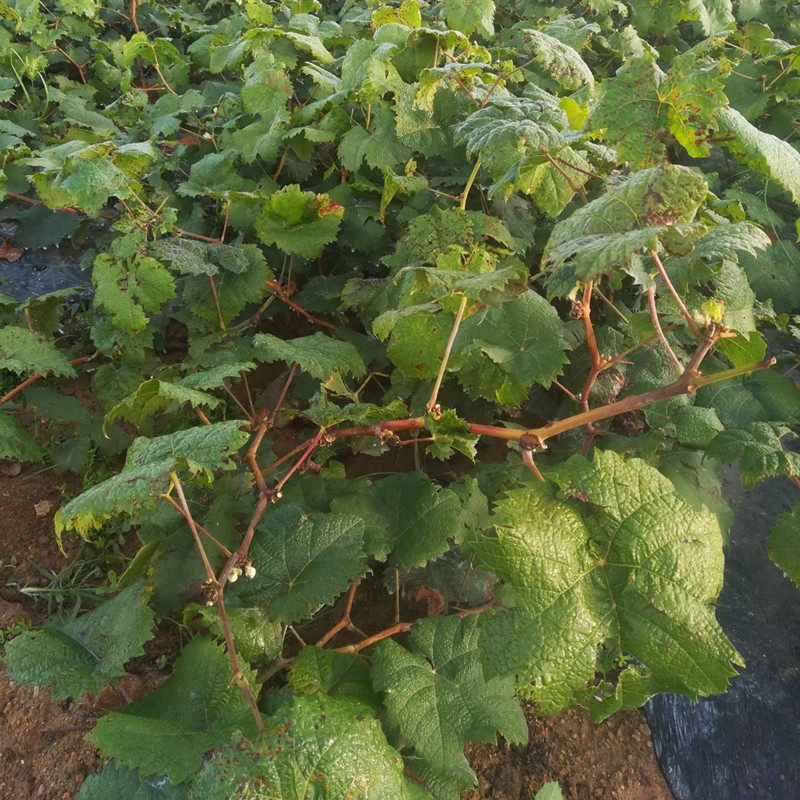 户太8号葡萄南北方庭院院地爬藤耐寒果树特大果树