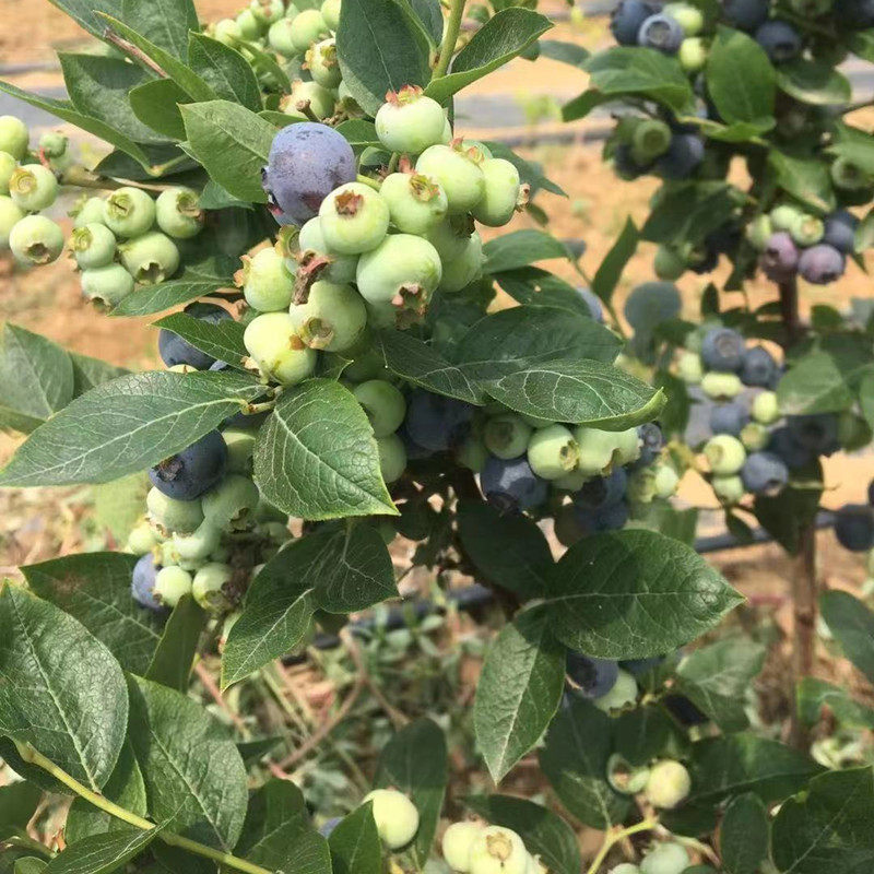 蓝丰种植当年树苗果树嫁接盆栽阳台四季蓝莓果树