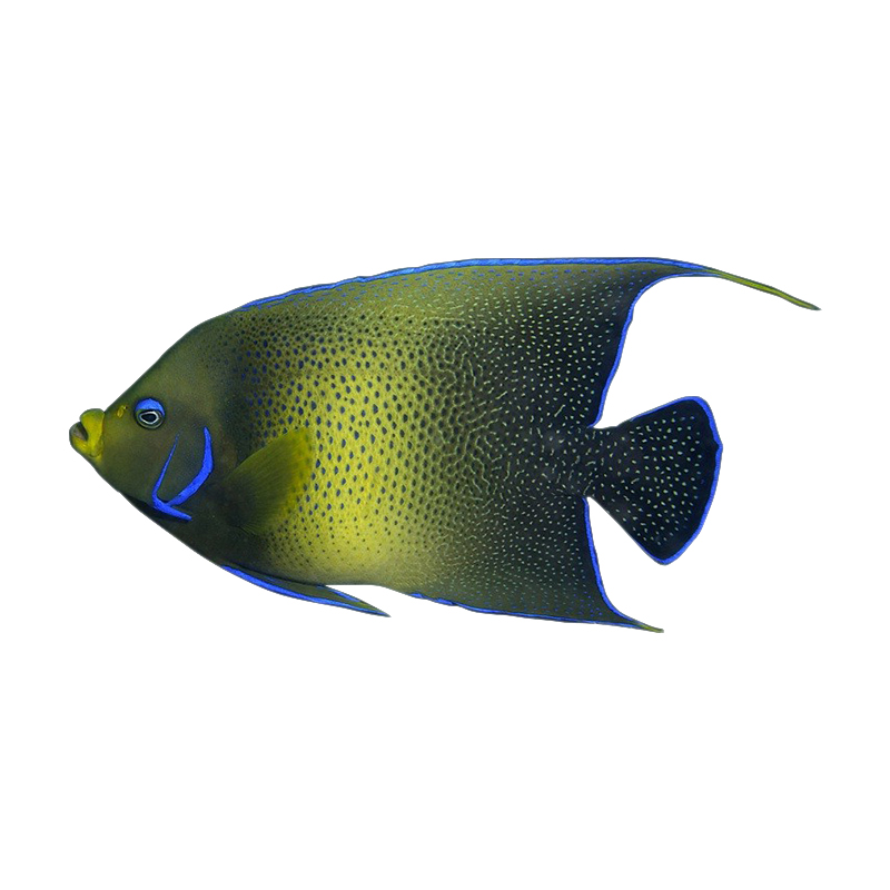 神仙蓝圈蓝纹北斗直纹皇后仙鱼大型海水活体海鱼