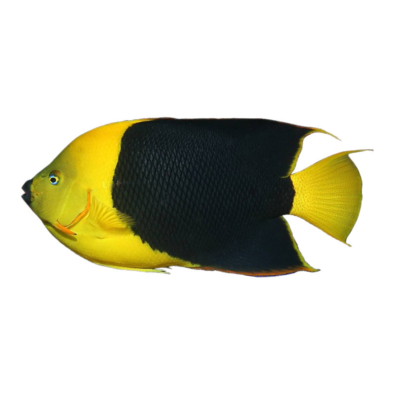 国王神仙金点仙美国石美人耳斑神仙海水鱼活体海水缸已检疫秒颗粒