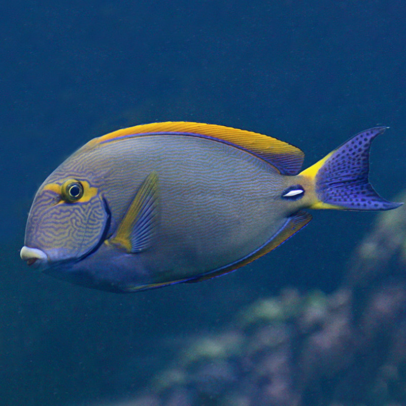 海水蓝点吊橙波纹观赏鱼倒吊活体海水缸检疫颗粒鱼