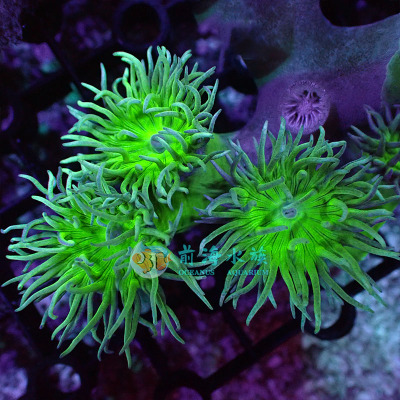 澳洲灯琴高脚断枝断肢断支珊瑚新手试水人工软体活体其它水族宠物 原