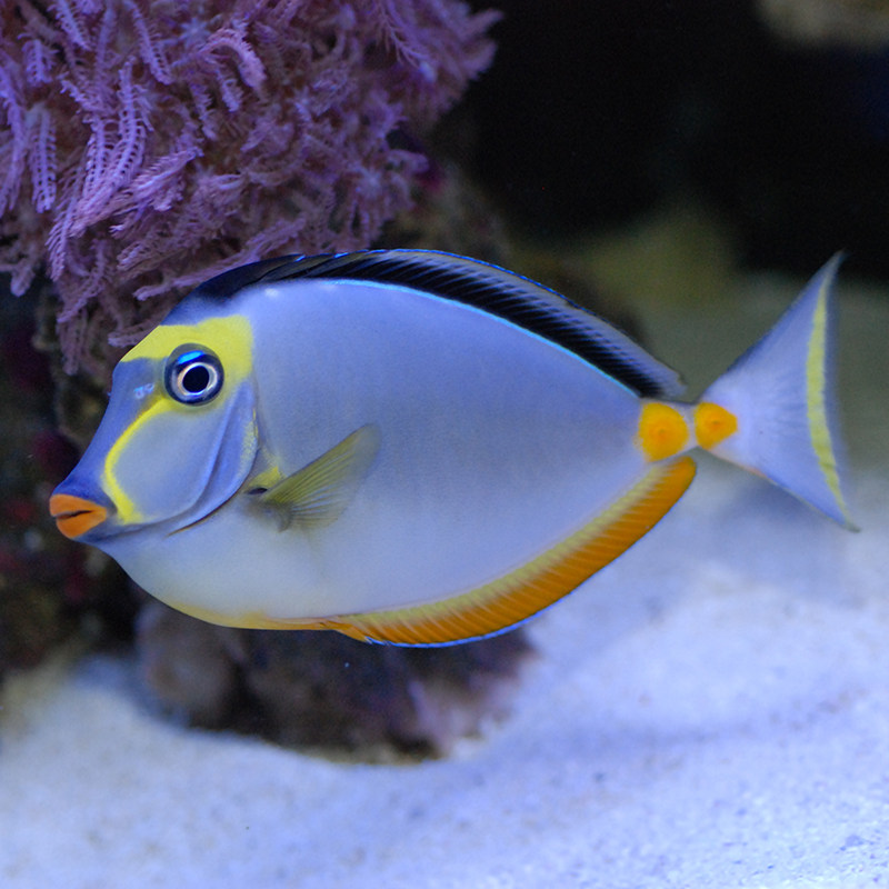 七彩天狗金毛火箭吊倒吊类食藻海水活体海水缸鱼