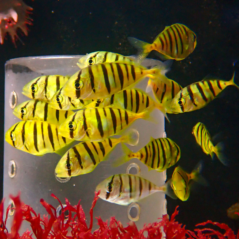 黄金海水活体海水缸宠物鱼群鱼易检疫颗粒鱼