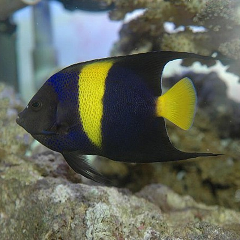 神仙紫月阿拉伯大型仙鱼海水活体海水缸检疫颗粒鱼