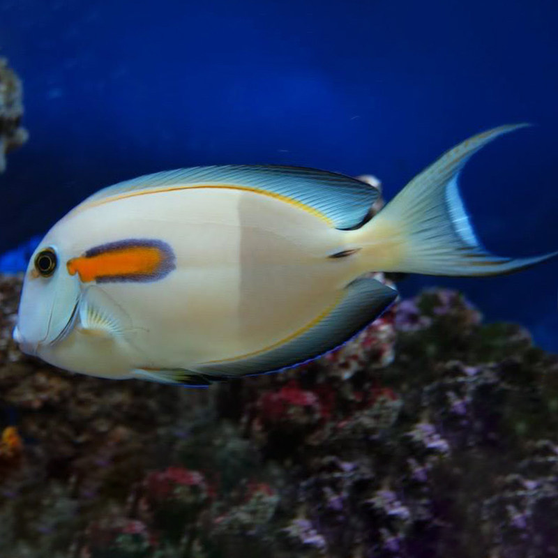 黄吊一字吊成幼鱼食苔倒吊类藻吃观赏海水活体海鱼