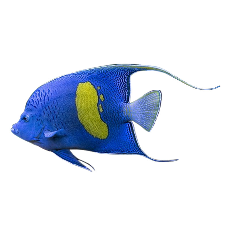 神仙紫月阿拉伯大型仙鱼海水活体海水缸检疫颗粒鱼