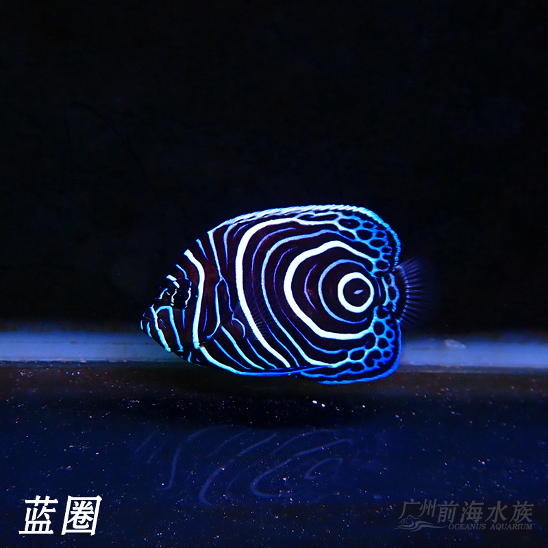 蓝圈蓝纹北斗直纹皇后神仙鱼大型神仙海水鱼活体海水缸检疫秒颗粒