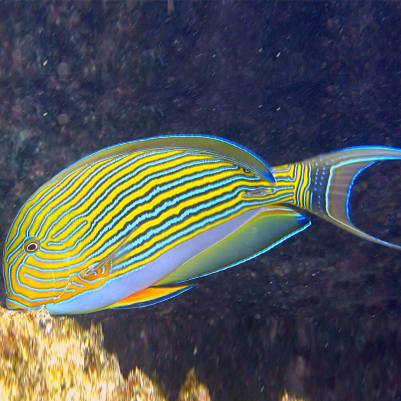 海水纹吊红海骑士活体鱼缸老鱼fot检疫颗粒鱼