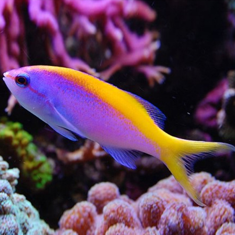 宝石紫罗紫罗兰兰海金鱼蓝眼夏威夷紫印活体海水鱼