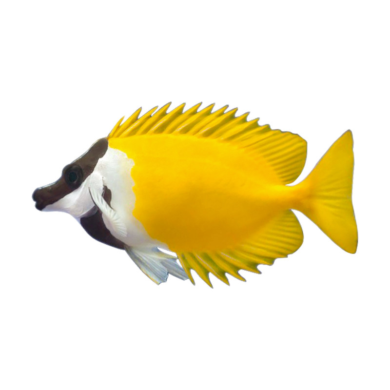 狐狸黄狐狸检疫水缸活体海海水双色斐济蓝带黄斑鱼