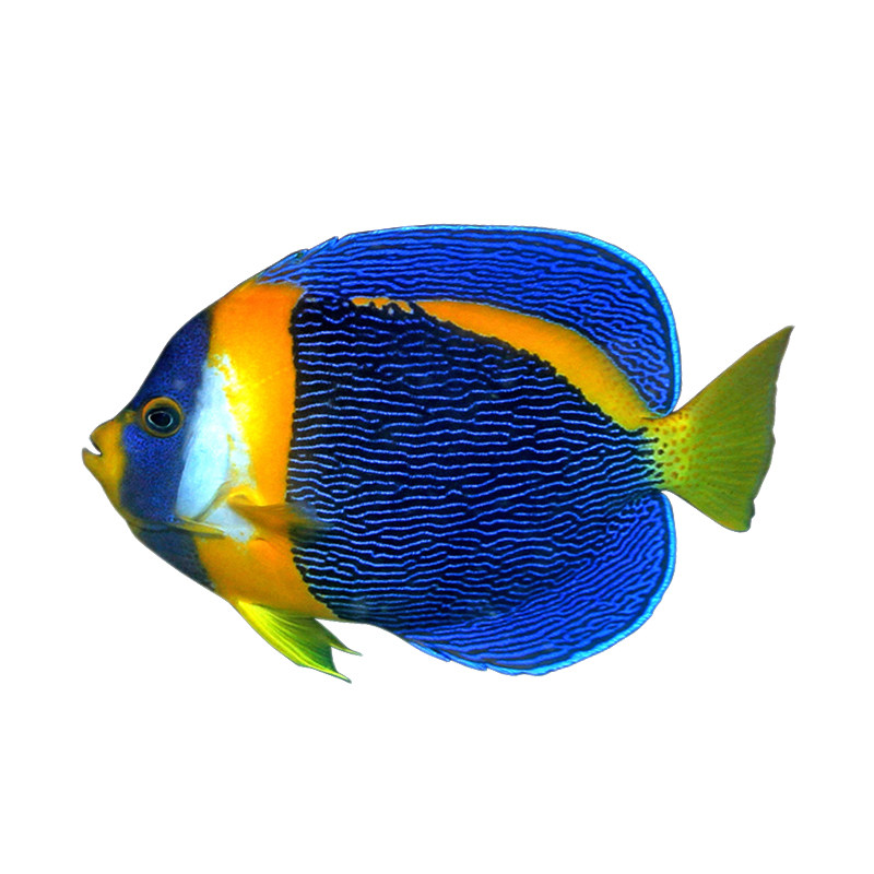 澳洲神仙西非仙东澳蓝面仙花面海水活体海水缸鱼