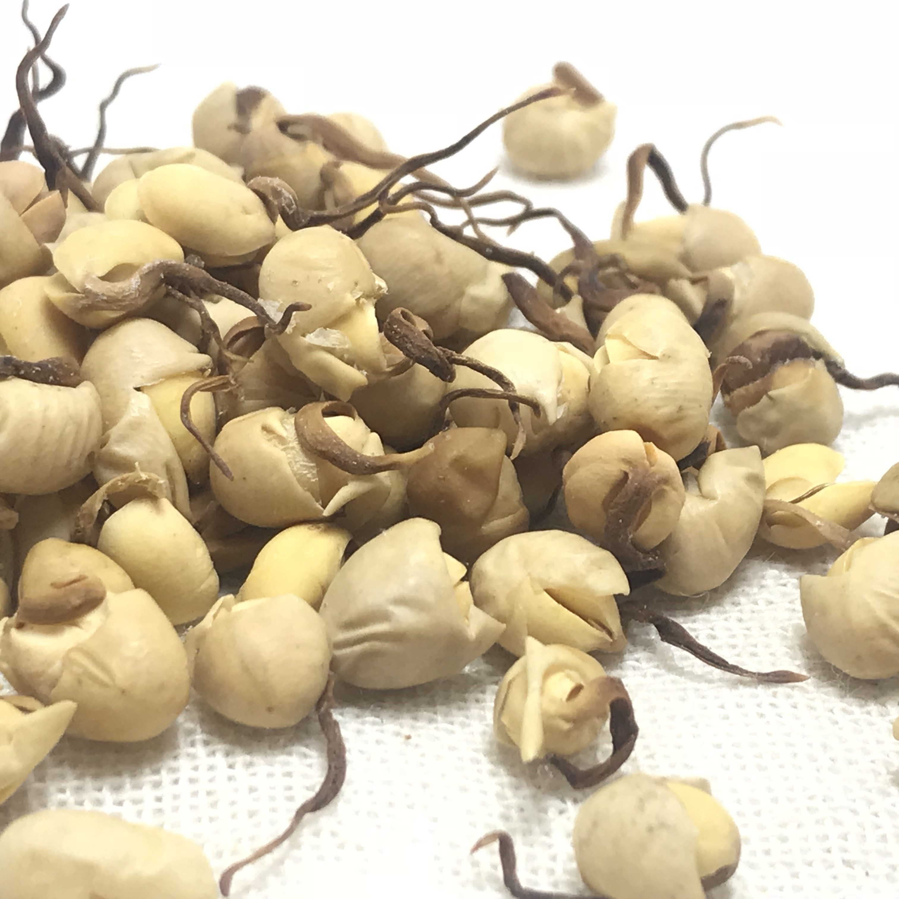 大豆黄卷豆卷500克包邮黄豆中药材中草药邮费干豆其他药食同源食品