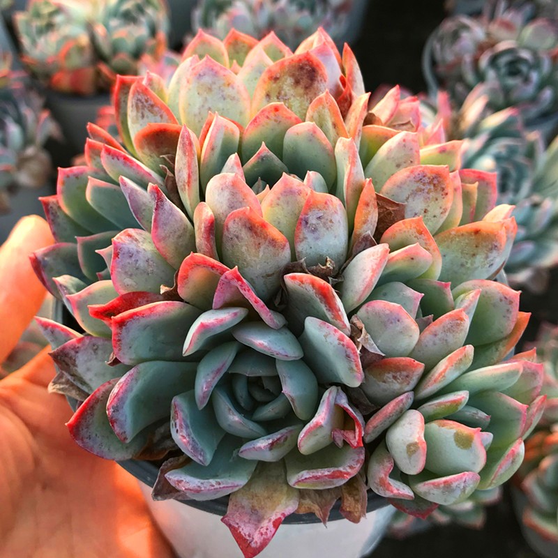 莎莎女王多肉植物花卉绿植组合盆栽促销爆款多肉植物