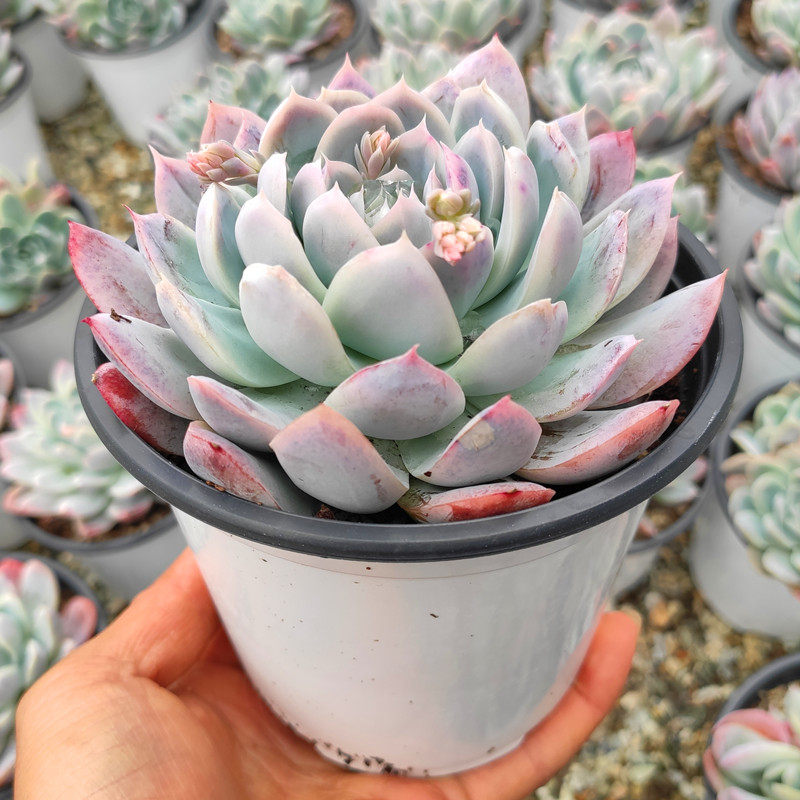 植物鬼魅多肉组合盆栽老桩稀有品种室内花卉多肉植物