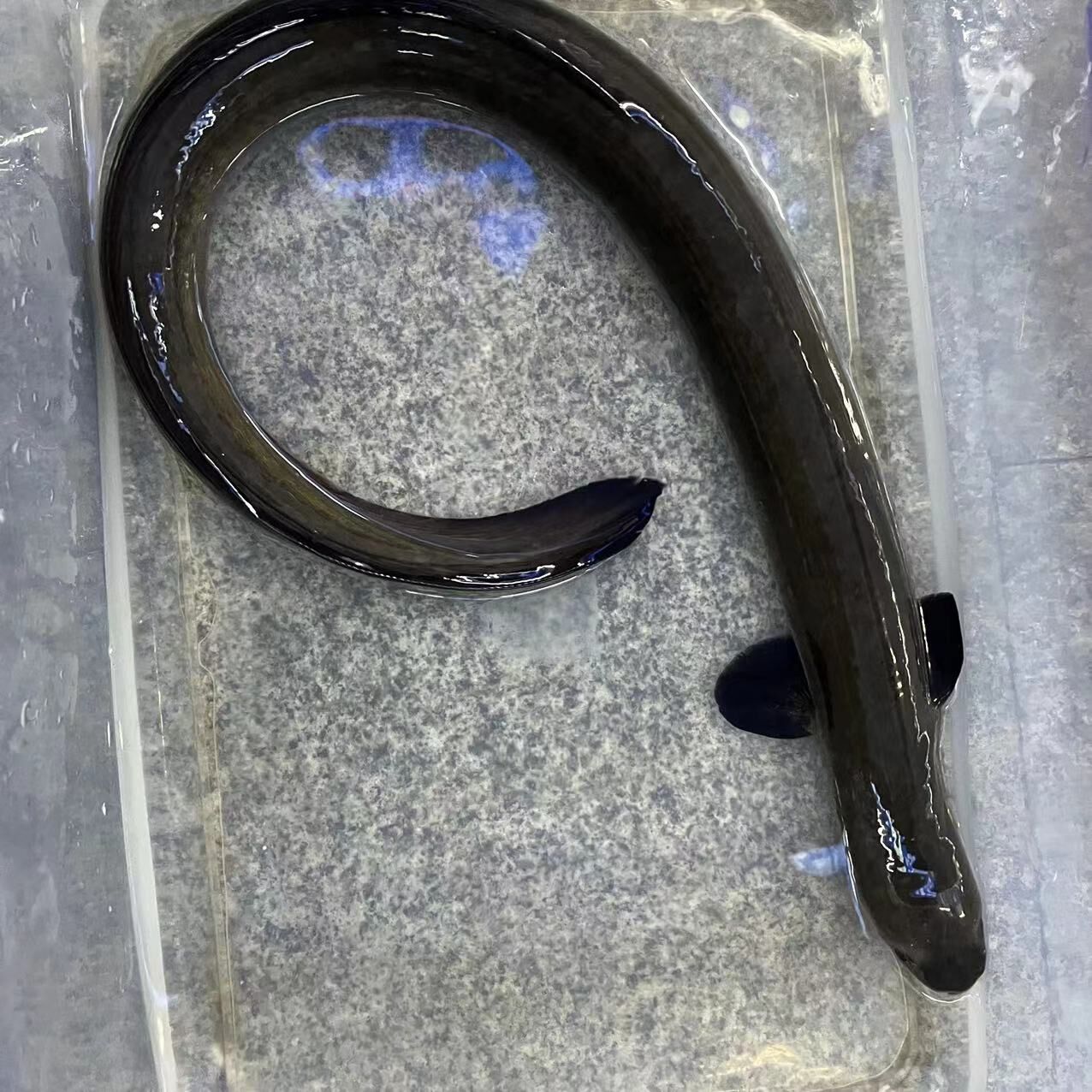 千岛湖河鳗鱼正宗野外生鲜活鱼打包淡水水产乌鳗湖鳗鱼