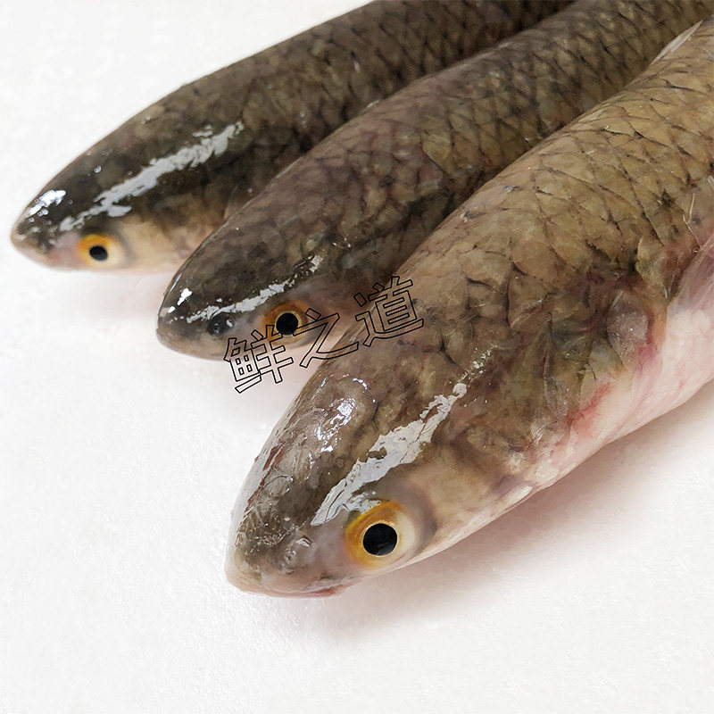 新鲜海梭鱼红眼野生鲜活乌头海鱼每条条约12斤其它