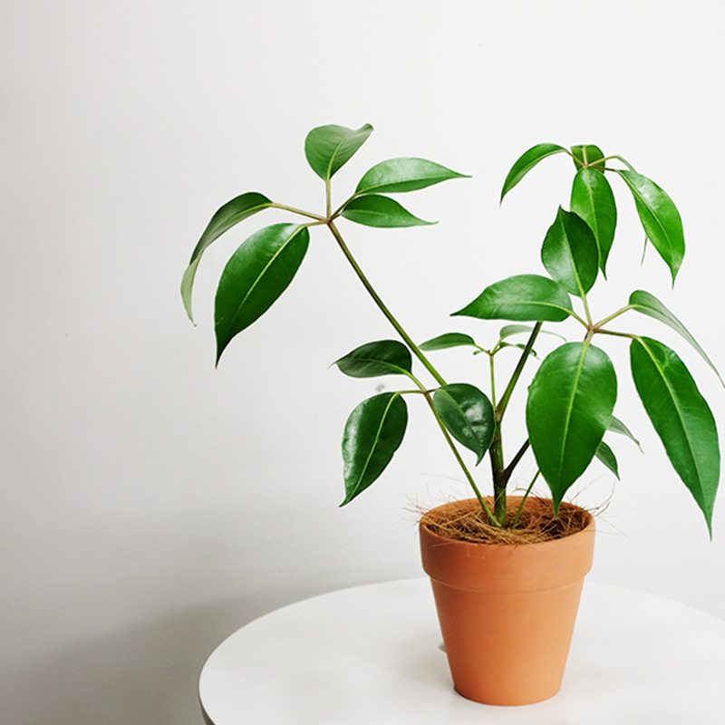 日本大叶日系植物室内盆栽绿植净化空气耐阴办公室绿植
