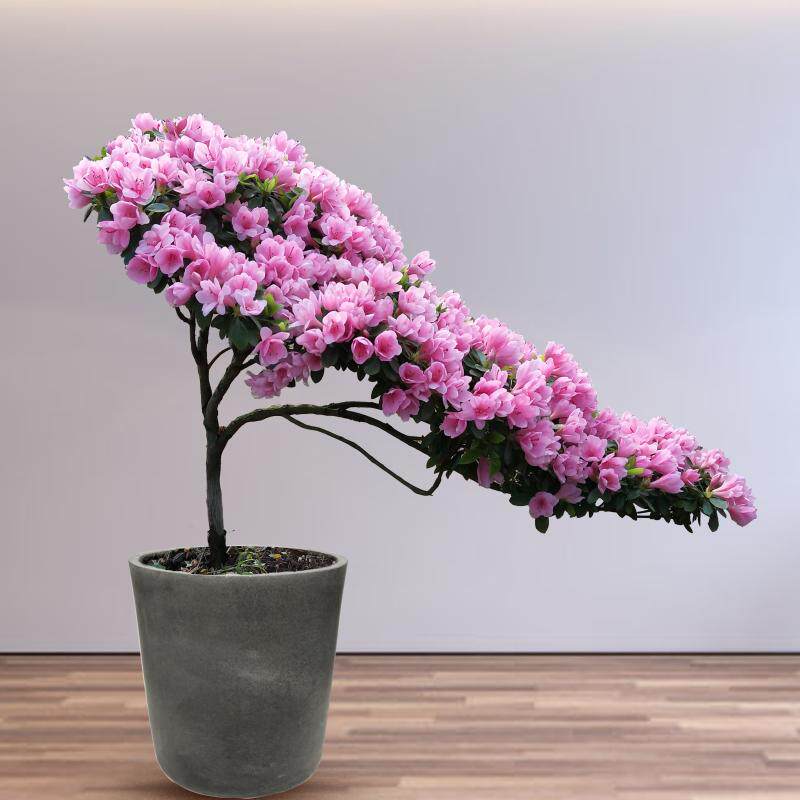 辣皮杜鹃悬崖造型盆栽年宵花卉花盆绿植青岛大型绿植