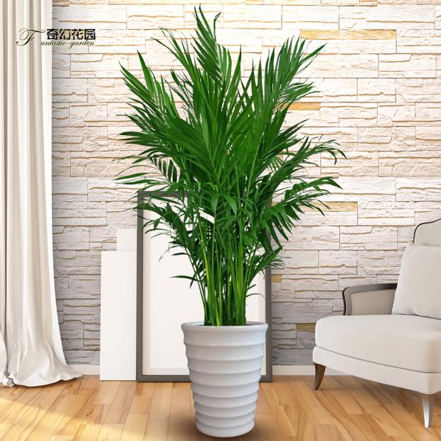 富贵椰子盆栽风水绿植开业乔迁客厅办公室内包大型绿植
