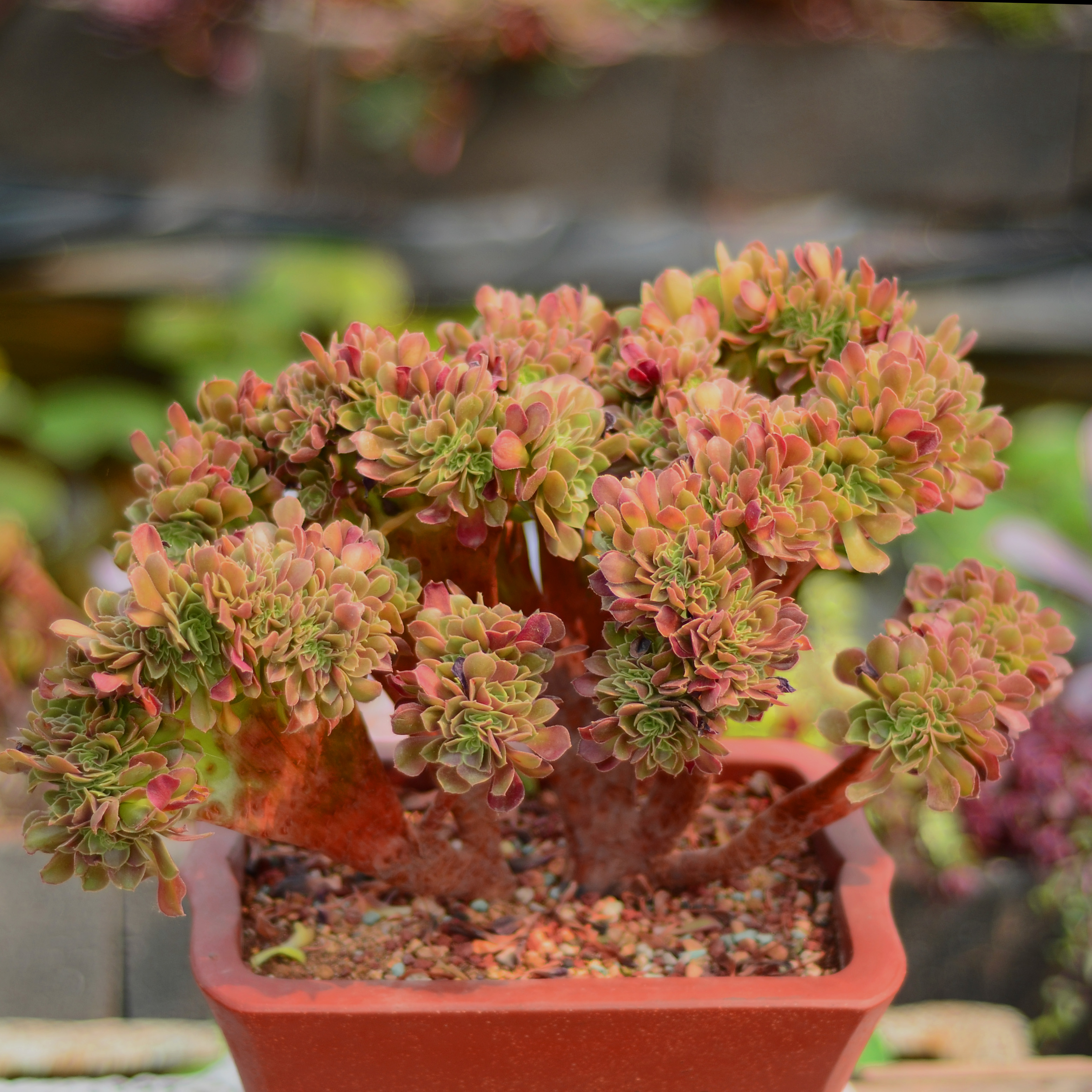 多肉植物法师系列韩版紫羊绒韶羞精品老桩缀化多肉植物