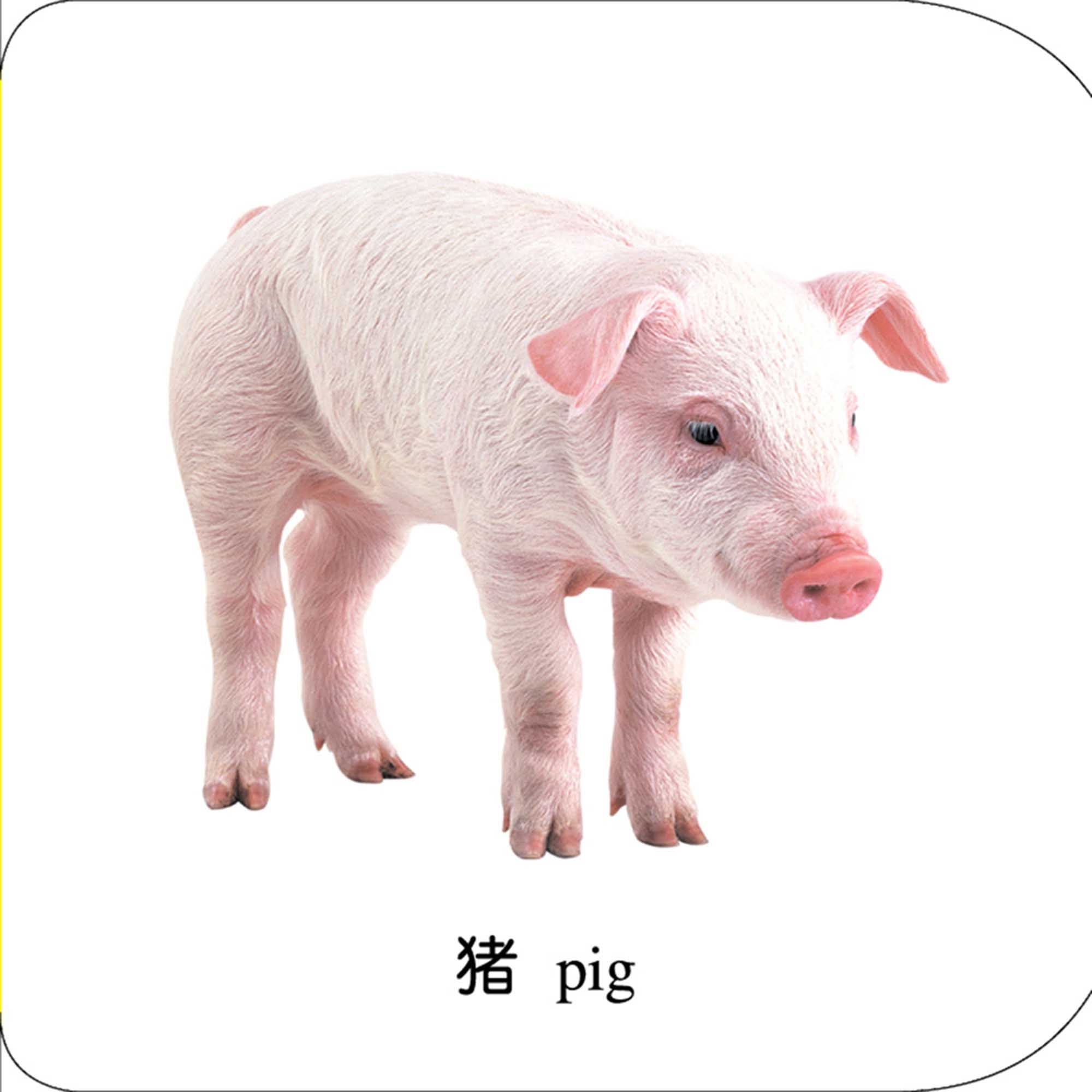 启蒙早教纸板板书海润阳光双语中英玩具翻看书翻启蒙认知书