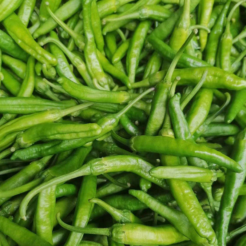 樟树清香辣椒新鲜港椒农产品湖南特产小辣椒现摘辣椒