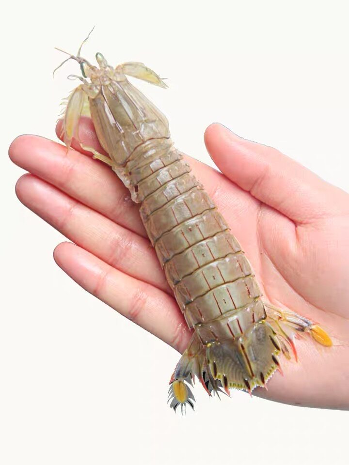 全公包肥超大皮皮虾新鲜鲜活蒸熟富贵虾螳螂虾濑尿虾虾菇虾蛄海鲜