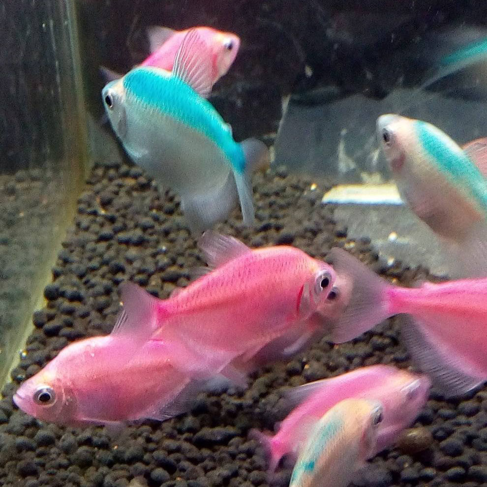 热带鱼观赏小型鱼活体绿虎皮鱼黄曼龙珍珠马甲接吻鱼五彩裙丽丽