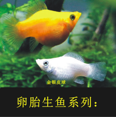 胎生鱼胎生鱼活体金银黑玛丽皮球金银球玛丽鱼胎生热带