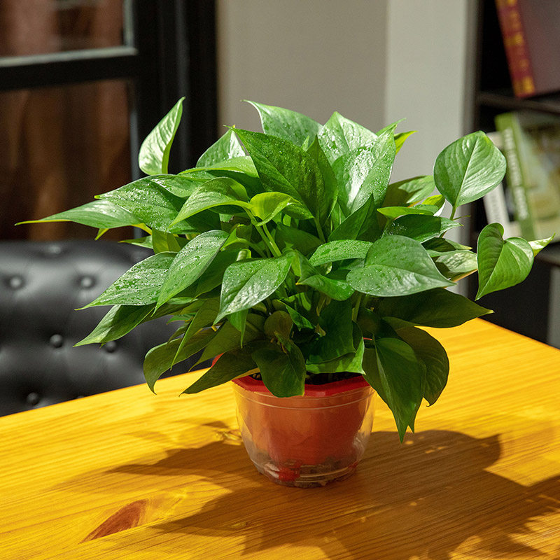 绿萝盆栽懒人吸水培办公室内除甲醛净化空气长藤垂吊兰小绿萝包邮