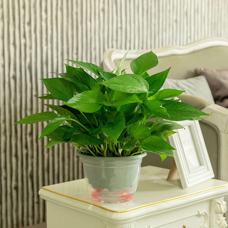 绿萝盆栽懒人吸水培办公室内除甲醛净化空气长藤垂吊兰小绿萝包邮