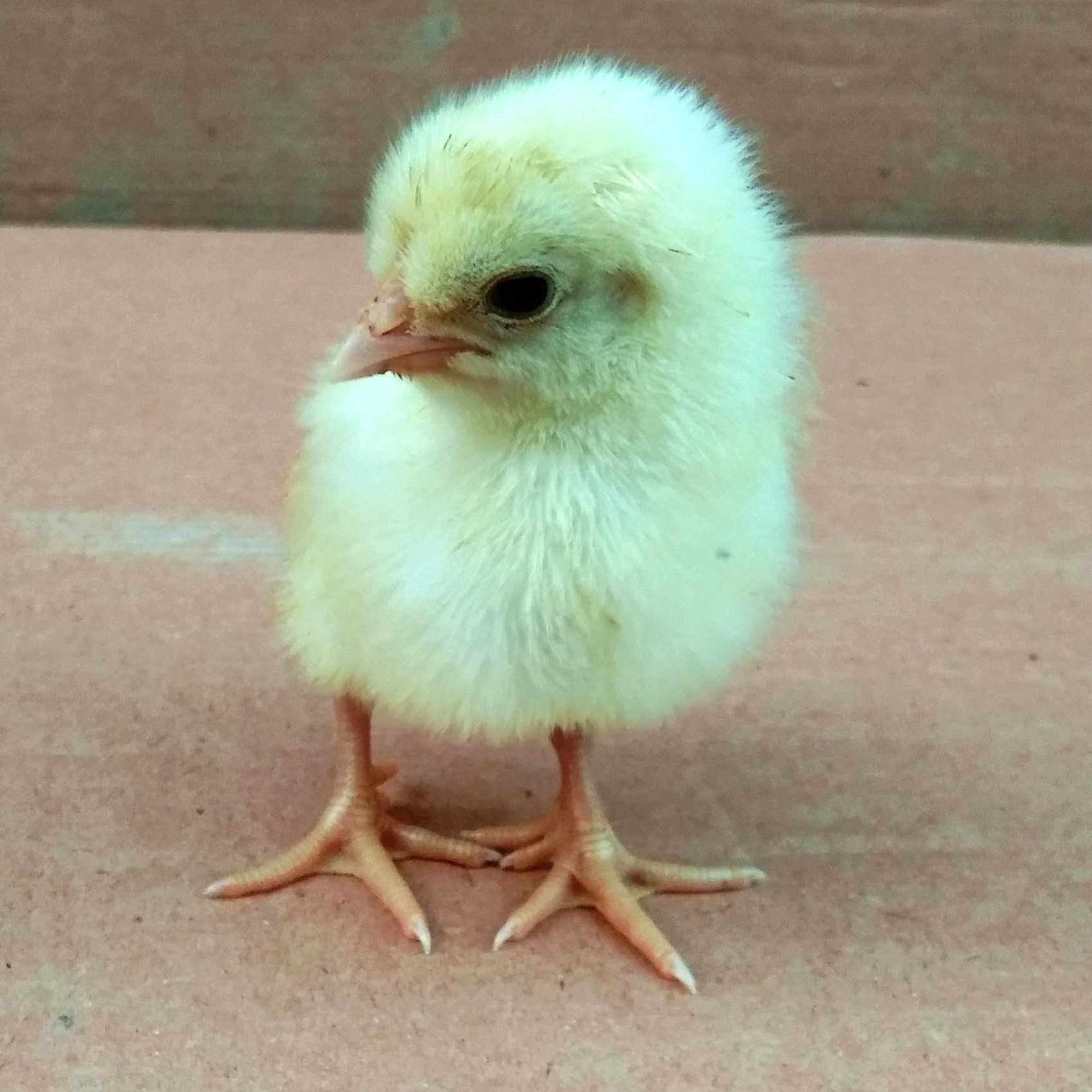 鸡苗20只活体包邮白羽白鸡苗小鸡公鸡鸡仔鸡雏动物种苗