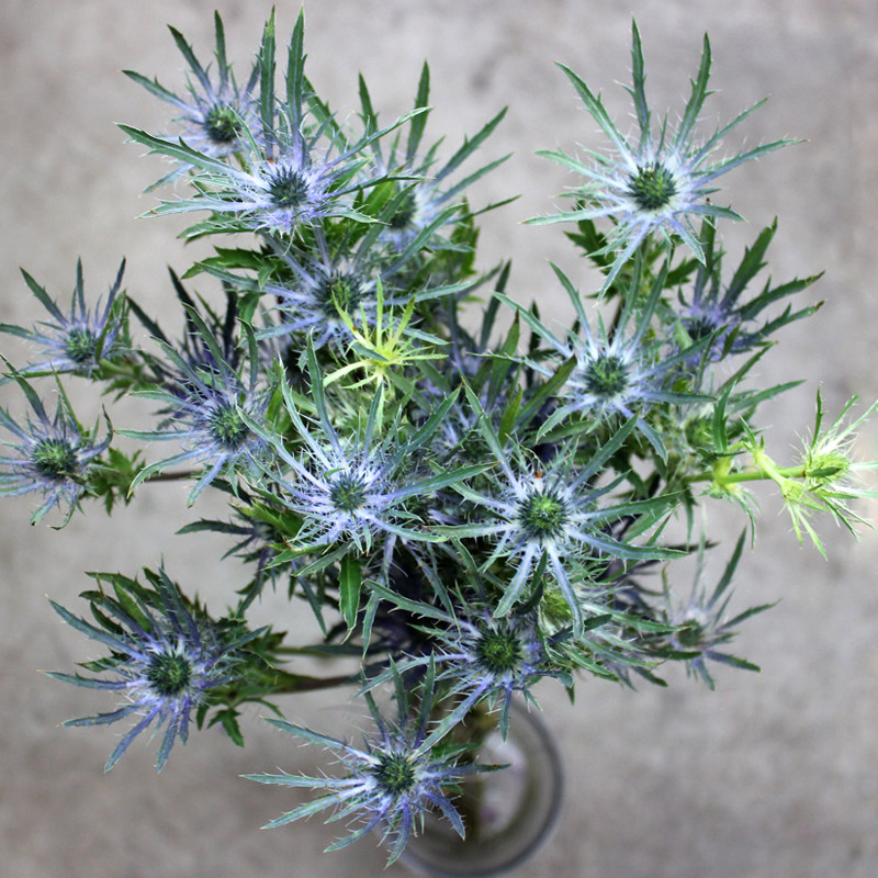 鲜花花町进口进口国国产刺芹情人可做干花昆明鲜花速递同城