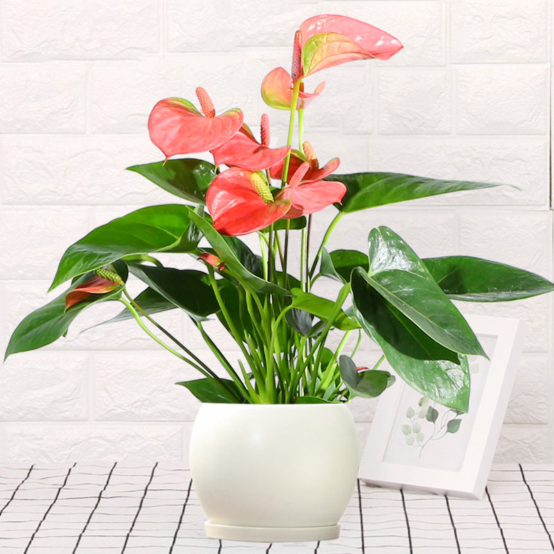 红掌白掌粉花卉绿植盆栽室内客厅桌面净化空气四季时令草本花卉
