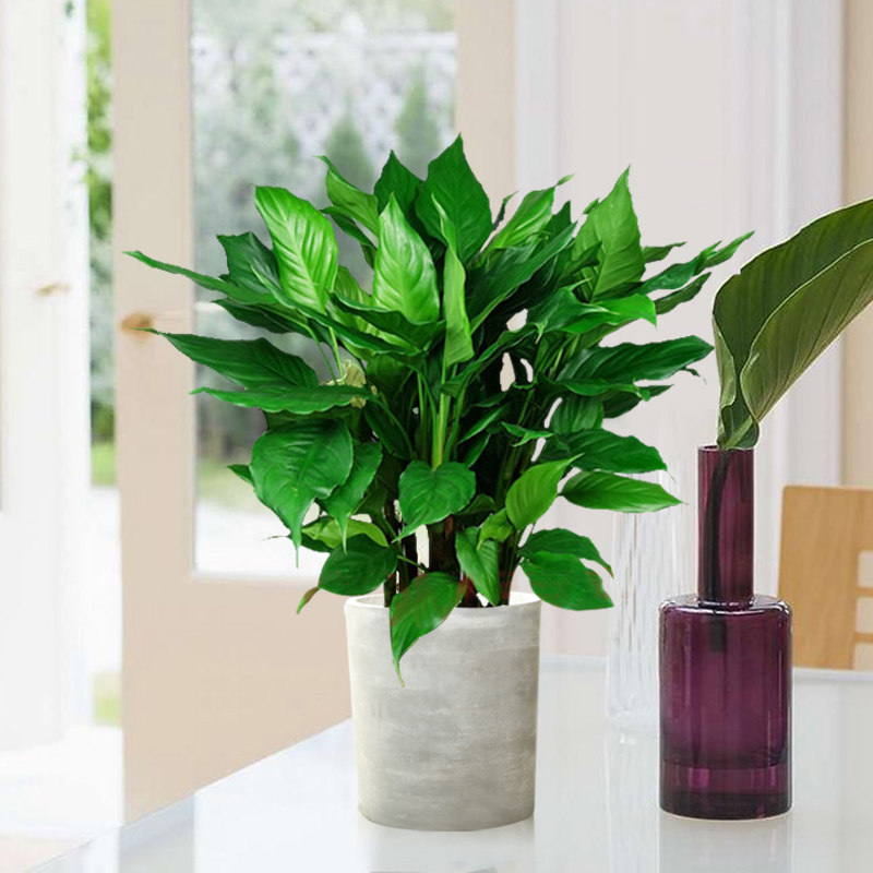 万年青盆栽花卉植物室内客厅大型甲醛绿植四季大型绿植