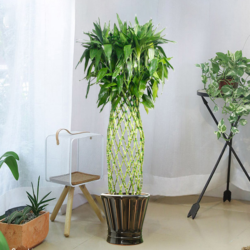 妙点富贵富贵竹竹笼盆栽开运大型绿植办公室客厅大型绿植