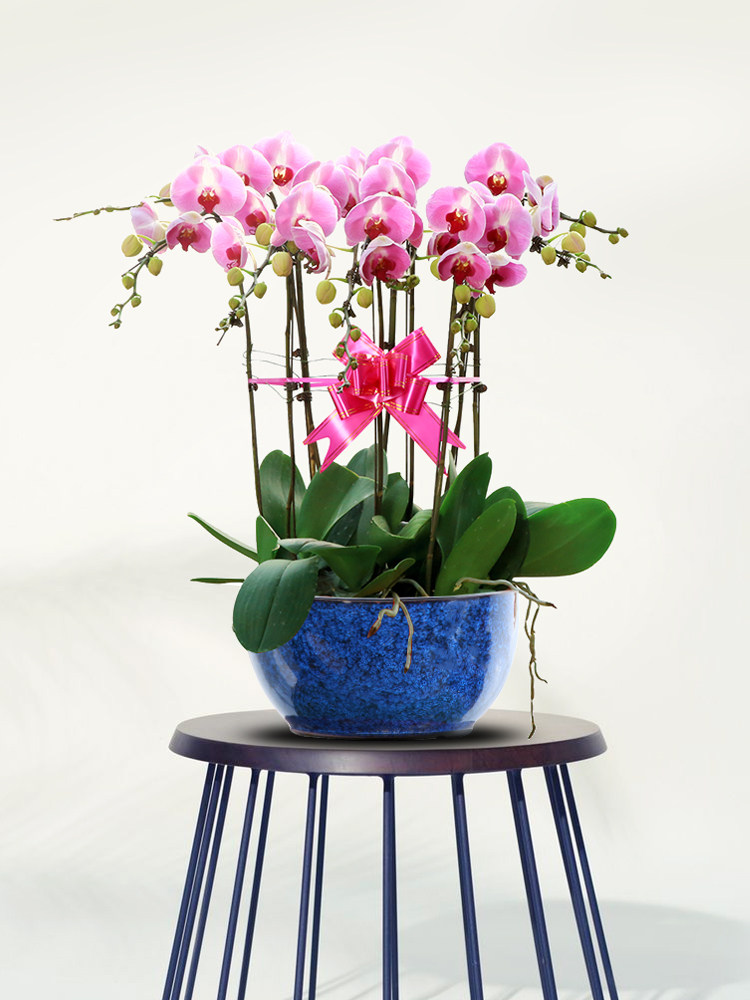 妙点安娜蝴蝶兰盆栽带盆名贵鲜花开业高档花卉时令草本花卉