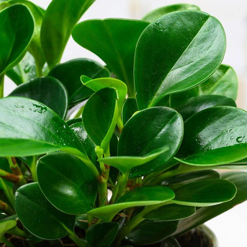 桌面盆栽豆瓣绿青青叶碧玉客厅室内卧室办公室绿植