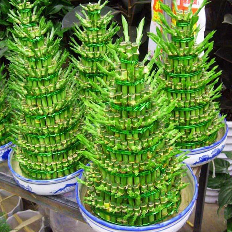 妙点节节高盆栽办公绿化开业乔迁富贵开运竹竹塔绿植