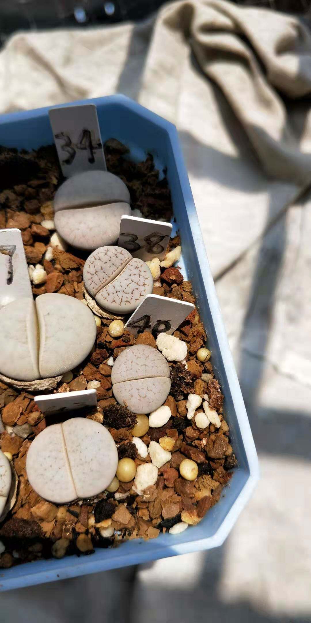 成株母本生石花一物一拍岛田四年生白曲f200磨砂白曲拿铁化31-44