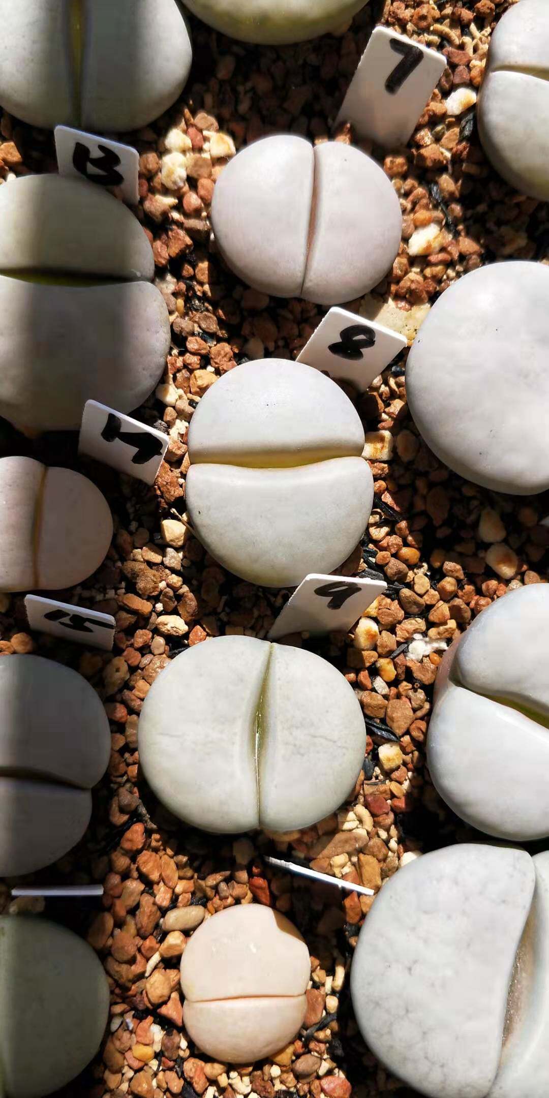 母本生石花一物一拍岛田五年成株生白曲c244磨砂白曲拿铁化 1-23