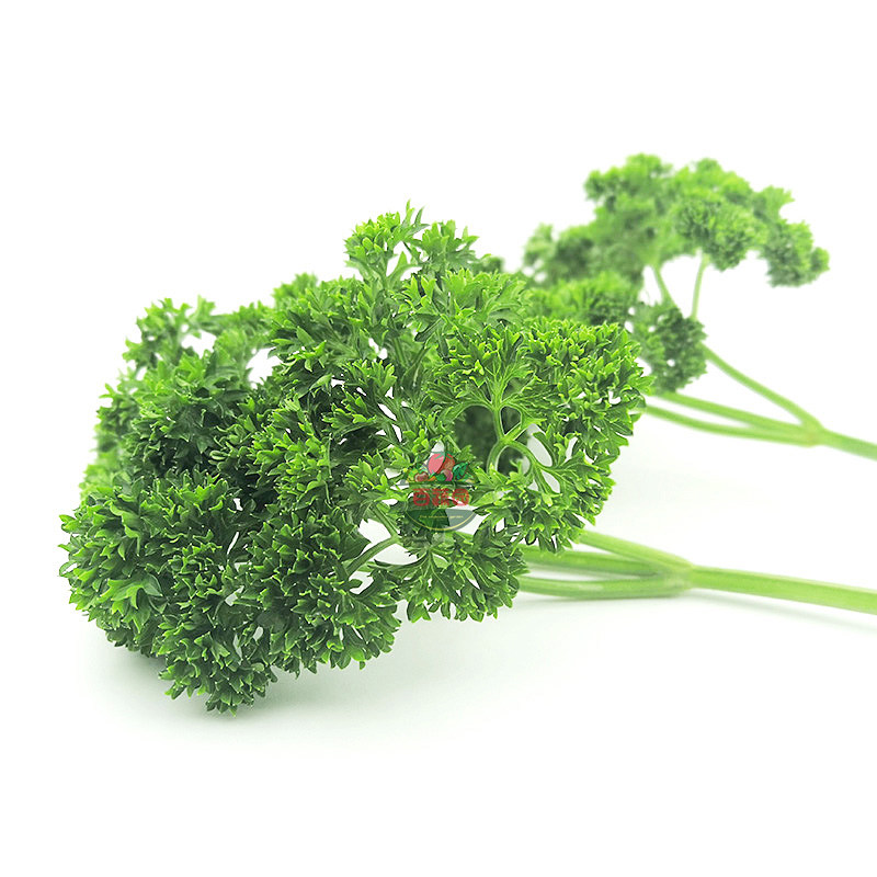 新鲜装饰份量小份摆盘蛋糕西餐厅香菜香芹荷兰其它