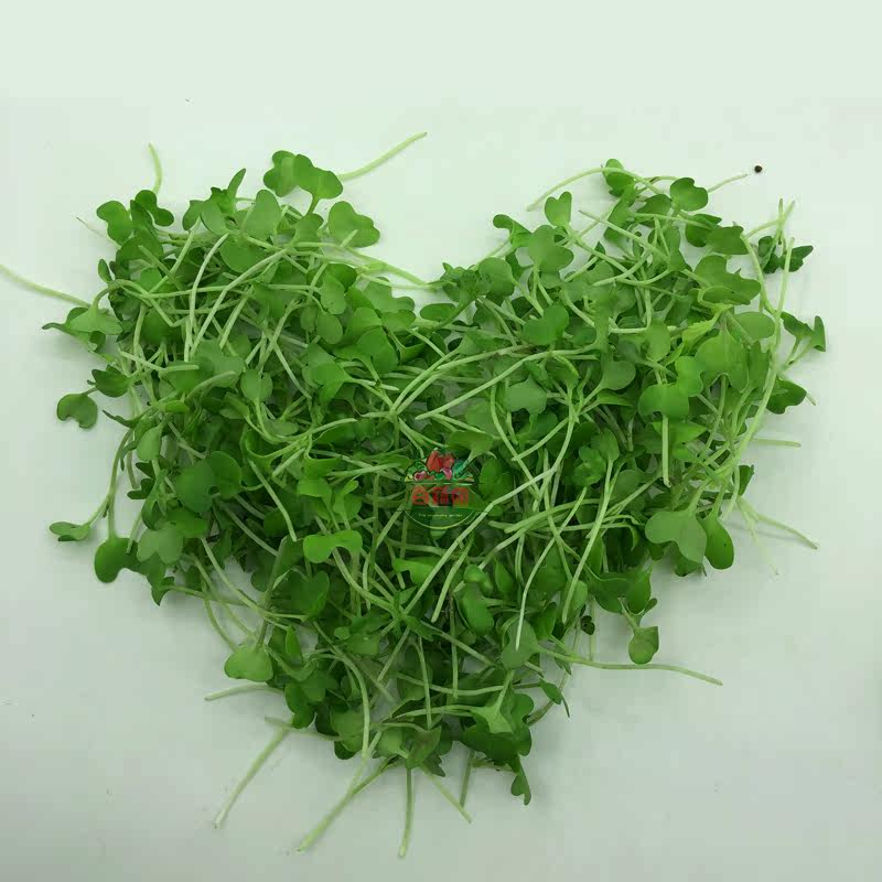 西餐新鲜芥末摆盘苗芽沙拉菜摆盘食用菜苗装饰其它