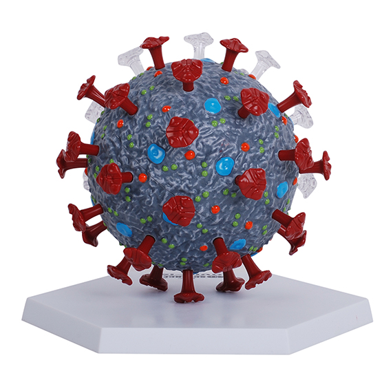 病毒4dmaster新冠拼装模型冠状细胞解剖教具飞机模型