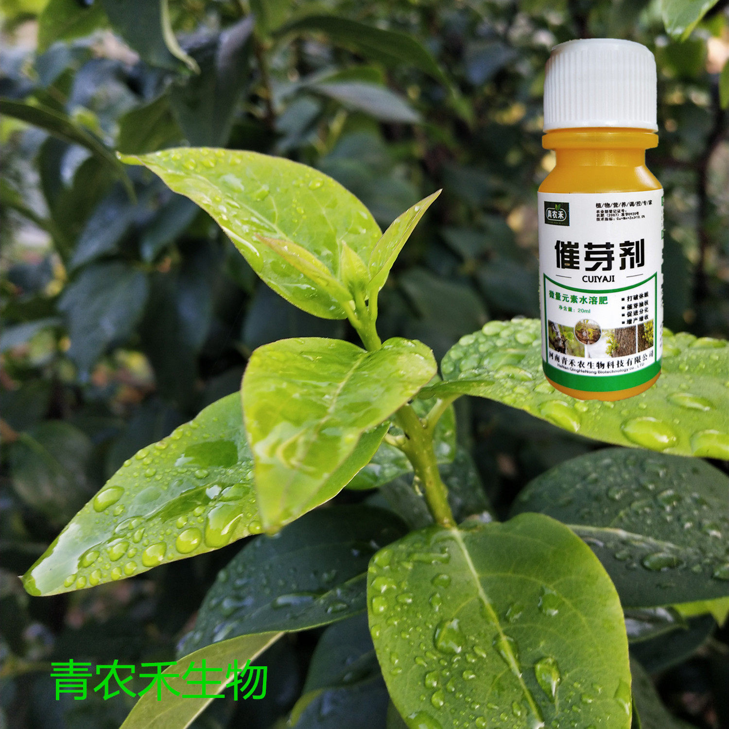 催芽抽枝宝果树催芽剂催芽抽枝增产素苹果茶叶花卉苗木专用叶面肥